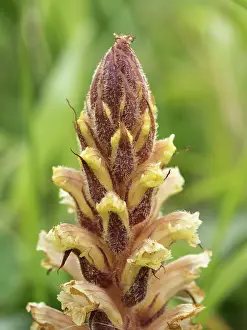 Hederae: Ivy broomrape -Close up of flower - Dorset