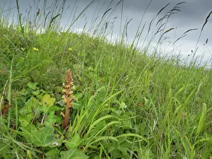 Hederae: Ivy broomrape - In habitat - on edge of cliff - Dorset