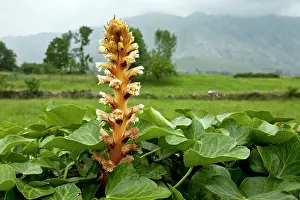 Hederae: Ivy Broomrape - parasitic on ivy