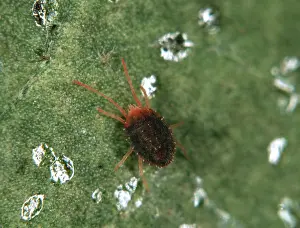Helix: Ivy bryobia mite