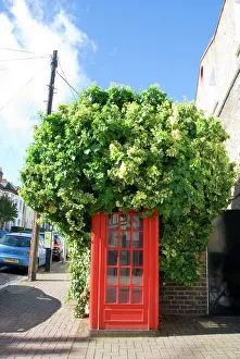 Telephone: Ivy covering London telephone box