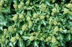 Hedera: Ivy - in flower