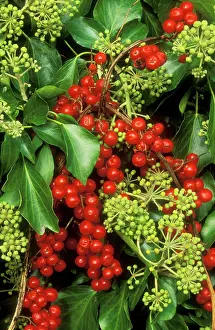 Bryony: IVY - in flower and black Bryony berries