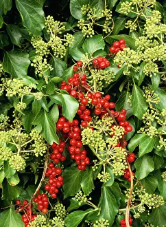 Bryony: IVY - in flower with black Bryony berries
