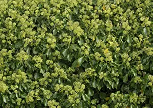 Magnet: Ivy in flower - a magnet for insects
