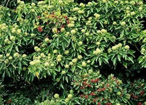 Haws: Ivy Flowers - & Hawthorn Haws (Crataegus monogyna)