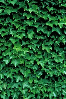 Monotone: Ivy