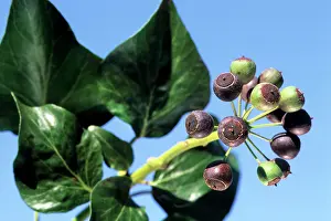 Hedera: Ivy