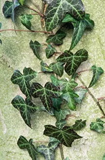 Hedera: Ivy