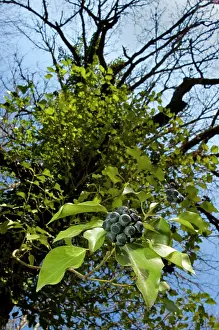 Helix: Ivy