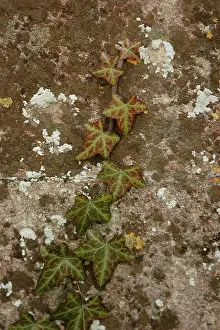 Helix: Ivy