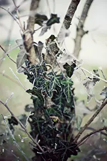 Helix: Ivy