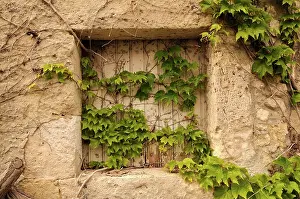 Helix: Ivy