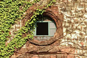 Helix: Ivy