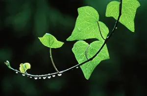 Helix: Ivy