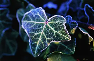 Helix: Ivy