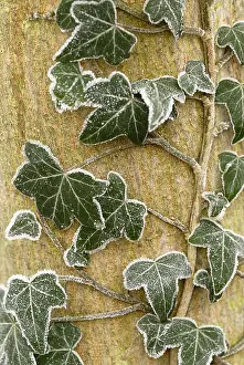 Helix: Ivy