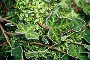 Herdera: Ivy