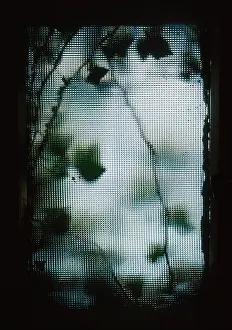 Unexplained: Ivy