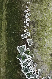 Strengthen: Ivy