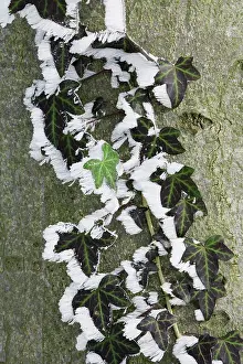 Strengthen: Ivy