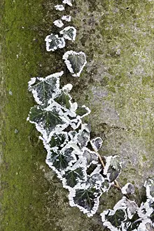 Strengthen: Ivy