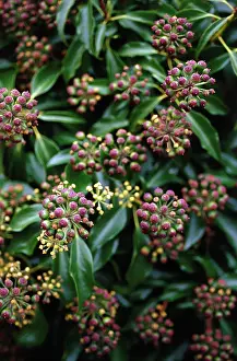 Herdera: Ivy