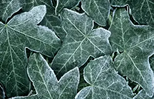 Herdera: Ivy