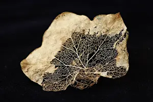 Vein: Ivy