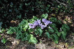 Leaved: Ivy-leaved cyclamen