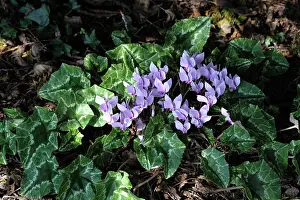 Leaved: Ivy-leaved cyclamen