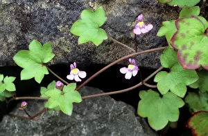 Toadflax: Ivy-leaved Toadflax