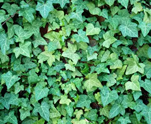 Hedera: IVY Leaves - climbing garden wall