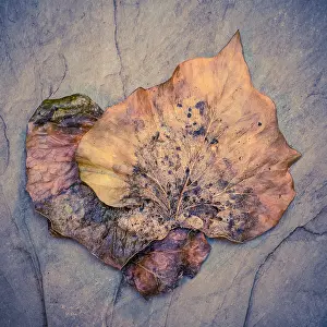Veins: Ivy Leaves - Still Life - Norfolk UK