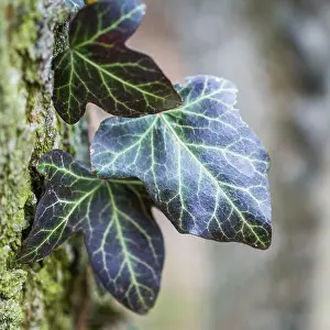 Araliaceae: Ivy in woodland