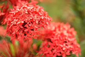 Montserrat: Ixora (Ixora sp) flowers - Botanical Garden - Montserrat