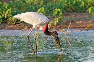 Jabiru: Jabiru