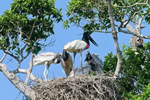 Jabiru: Jabiru