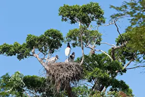 Jabiru: Jabiru