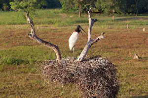 Jabiru: Jabiru