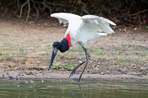 Jabiru: Jabiru