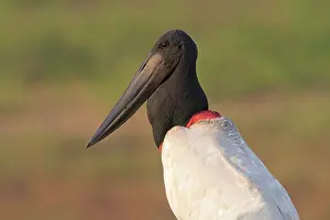Jabiru: Jabiru