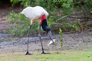Jabiru: Jabiru