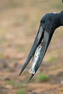 Jabiru: Jabiru