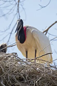 Animais: Jabiru