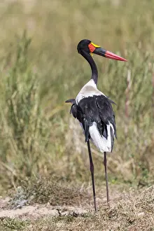 Senegalensis: Jabiru d'Afrique (Ephippiorhynchus senegalensis)