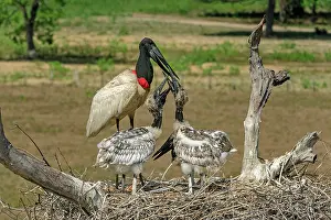 Jabiru: Jabiru, feeding the juveniles, Pantanal Wetlands