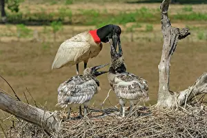 Jabiru: Jabiru, feeding the juveniles, Pantanal Wetlands