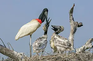 Jabiru: Jabiru, feeding the juveniles, Pantanal Wetlands