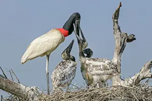 Jabiru: Jabiru, feeding the juveniles, Pantanal Wetlands
